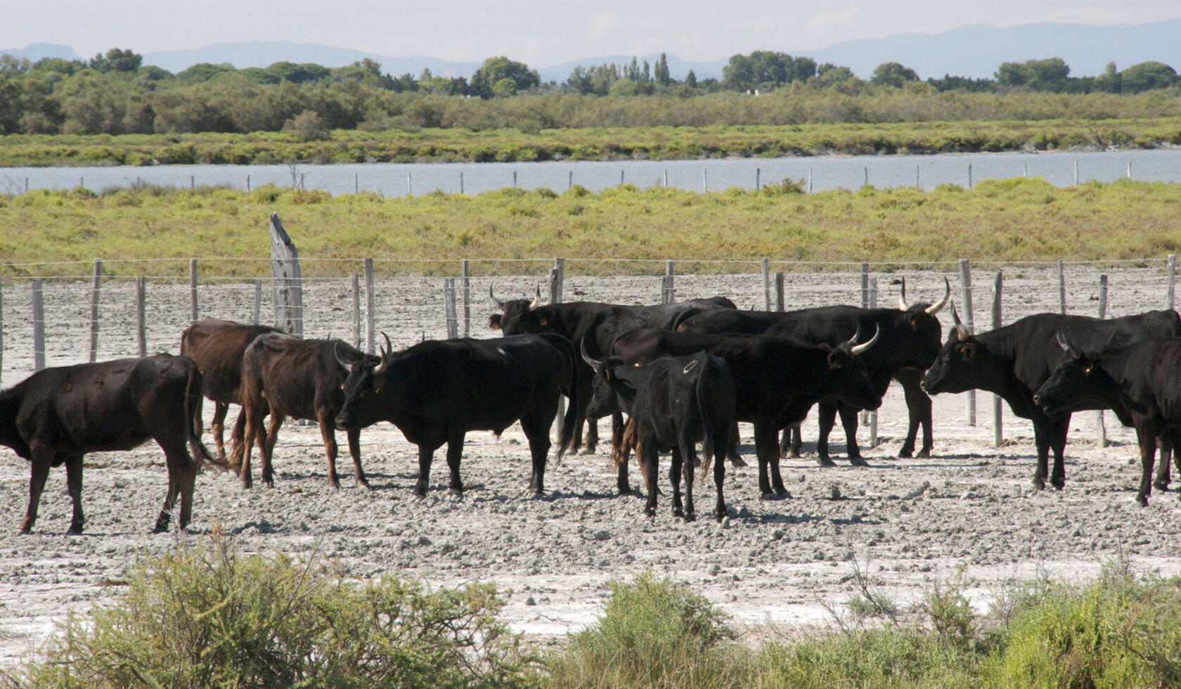 Cowboy Culture Bulls Taureaux Camargue Provence @PerfProvence