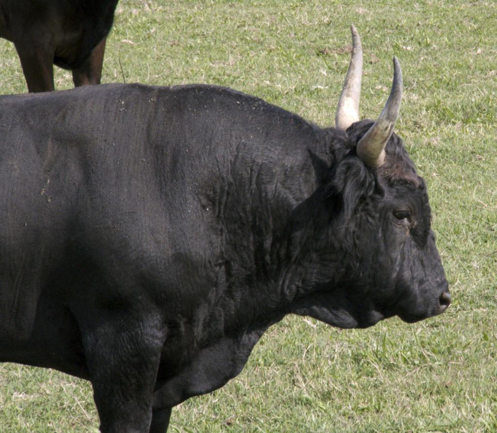 Bulls #Camargue #Provence @PerfProvence