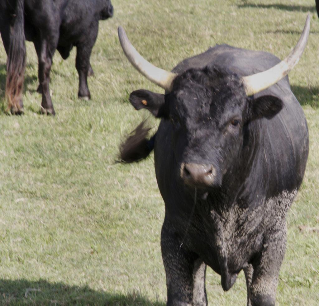 Bulls #Camargue #Provence @PerfProvence