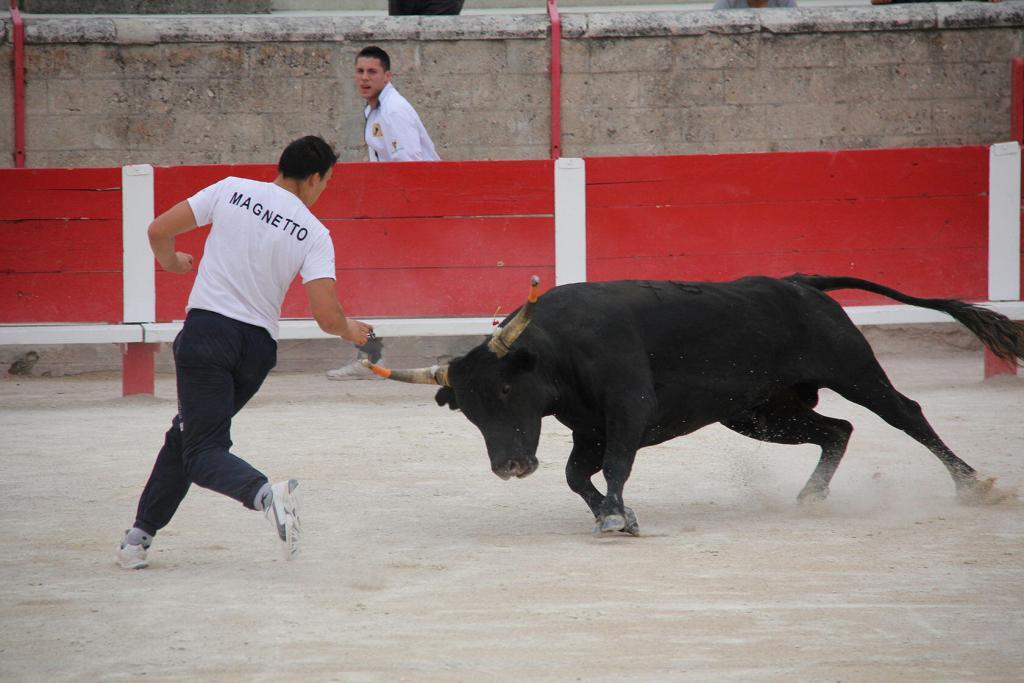 Course Camarguaise Camargue