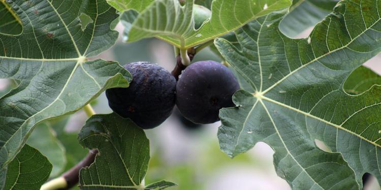 Figs in #Provence #fig @Recipes @PerfProvence