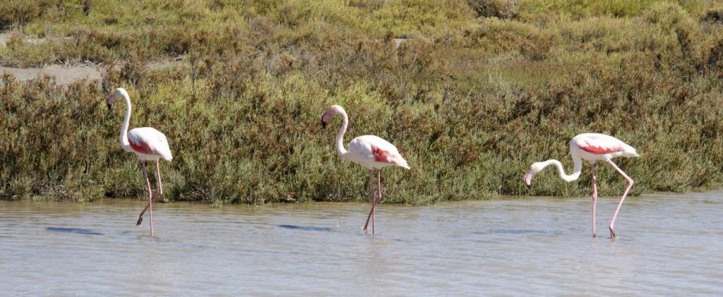 Pink Flamingos #Camargue #Provence @PerfProvence