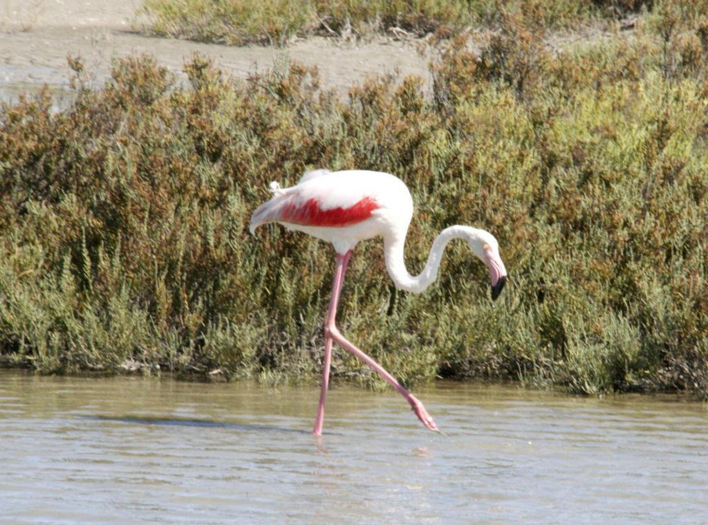 Pink Flamingos Camargue Provence @PerfProvence
