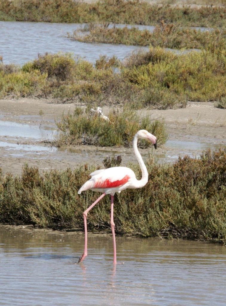 Pink Flamingos #Camargue #Provence @PerfProvence