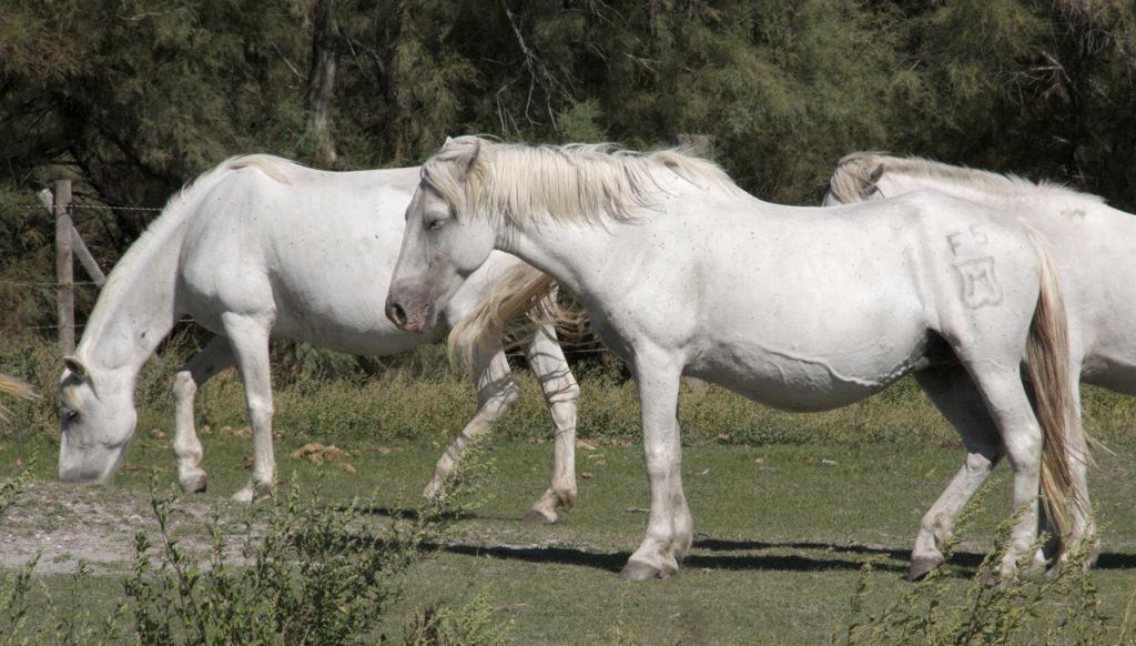 Manade Horses #Camargue #Provence @PerfProvence