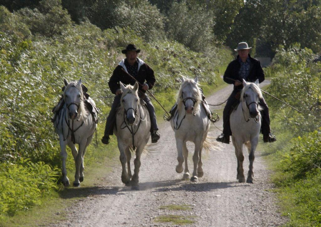 Manade Horses #Camargue #Provence @PerfProvence