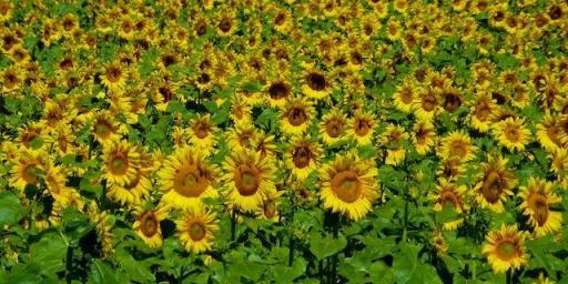 Sunflowers Provencal Landscape @ShutrsSunflowrs
