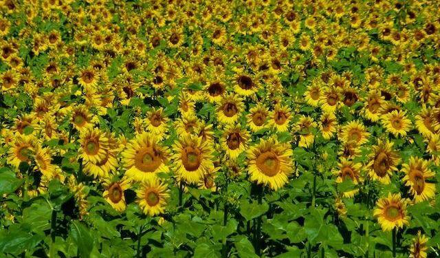 Sunflowers Provencal Landscape @ShutrsSunflowrs