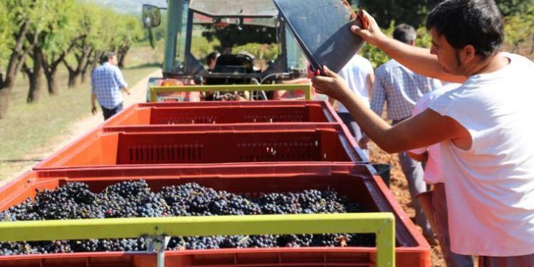 Harvesting Grapes #WinesofProvence by @MirabeauWine