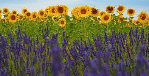 Sunflowers #Provence @BillMagill