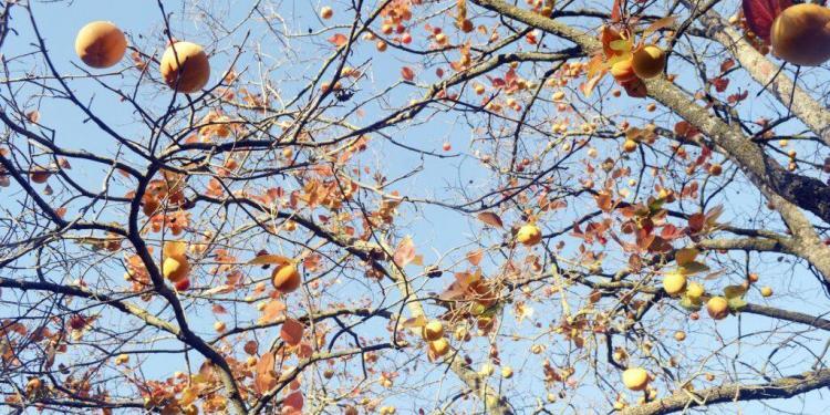 Persimmons in the Fall @CuriousProvence