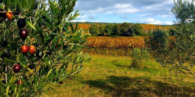 Olives near Uzes @bfblogger2015