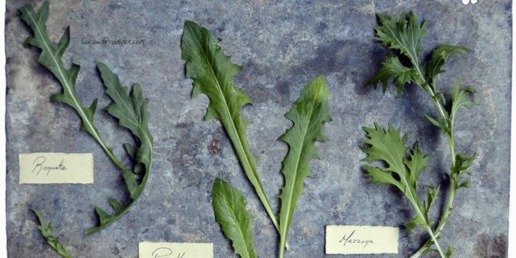 Roquette Pissenlit and Mezzona @CuriousProvence