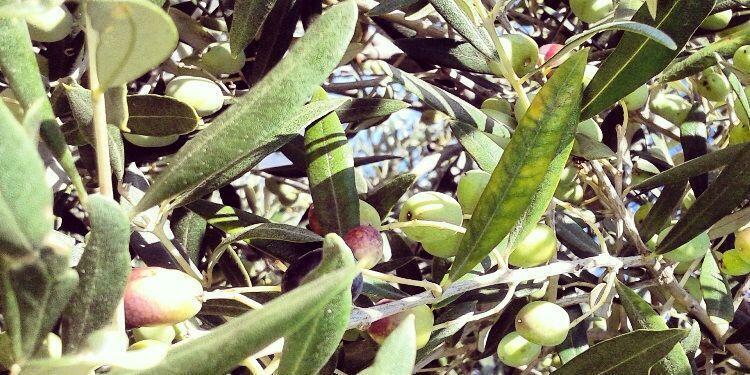Olive Harvest on the #FrenchRiviera #Olives @RivieraGrape