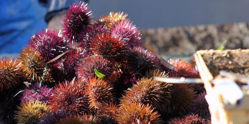 Sea Urchins mois de l'oursin Carry le Rouet Cote Bleue @PerfProvence