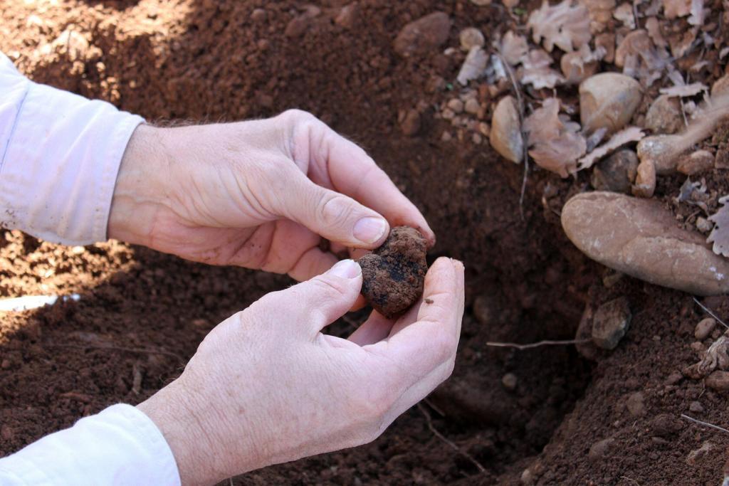 Truffles in Provence Truffle hunting @PerfProvence
