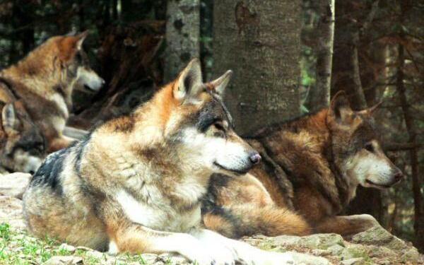 wolves at Alpha Parc near Nice @FibiTee