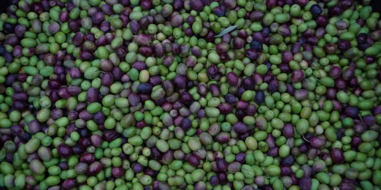 Olive crop #Olives #Provence @ProvenceTayls