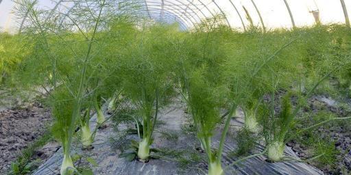 Fennel growing in Provence @CuriousProvence