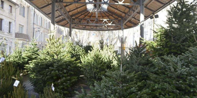 Christmas in #Avignon #Provence @CuriousProvence