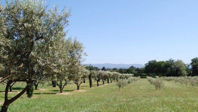 Olive Grove #Provence @Provence_Search