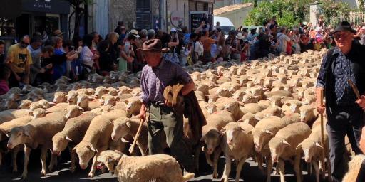 History Transhumance Provence St Remy