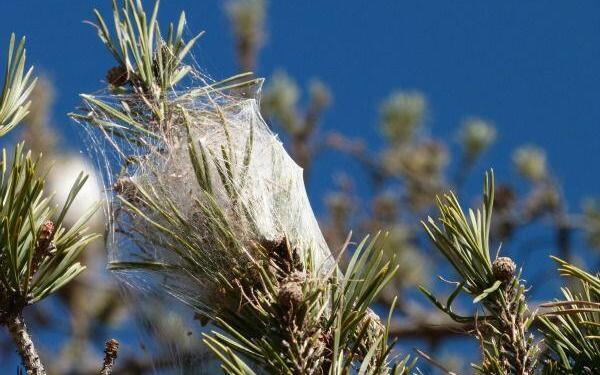 Processionary Caterpillars #Provence @FibiTee