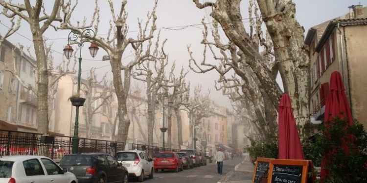 Cotignac Plane Trees @MirabeauWine
