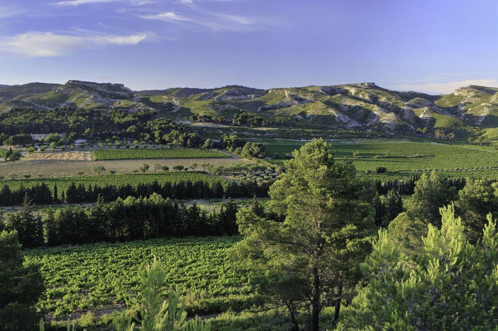 Mas de Gorgonnier #WinesofProvence Les Alpilles #AOPLesBauxdeProvence Photo by Herve FABRE