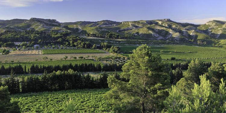 Mas de Gorgonnier Wines of Provence Les Alpilles Les Baux de Provence Photo by Herve FABRE