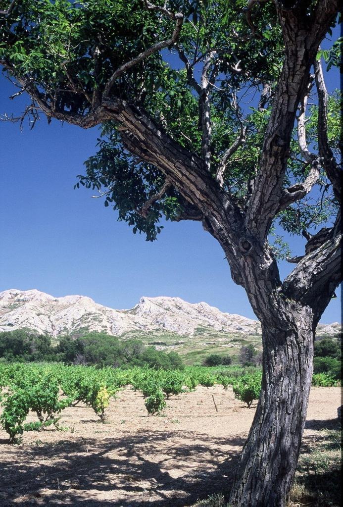 Mas de la Dame Wines of Provence Les Alpilles #AOPLesBauxdeProvence