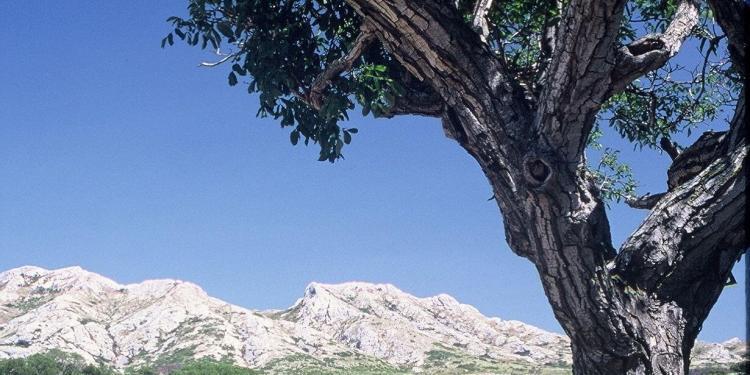 Mas de la Dame Wines of Provence Les Alpilles #AOPLesBauxdeProvence