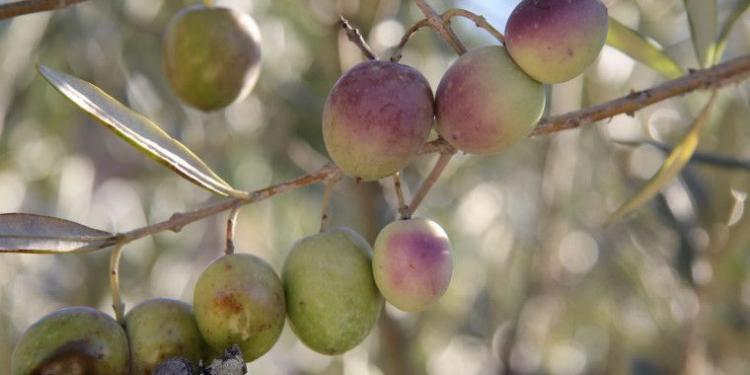 Olive Trees in Provence