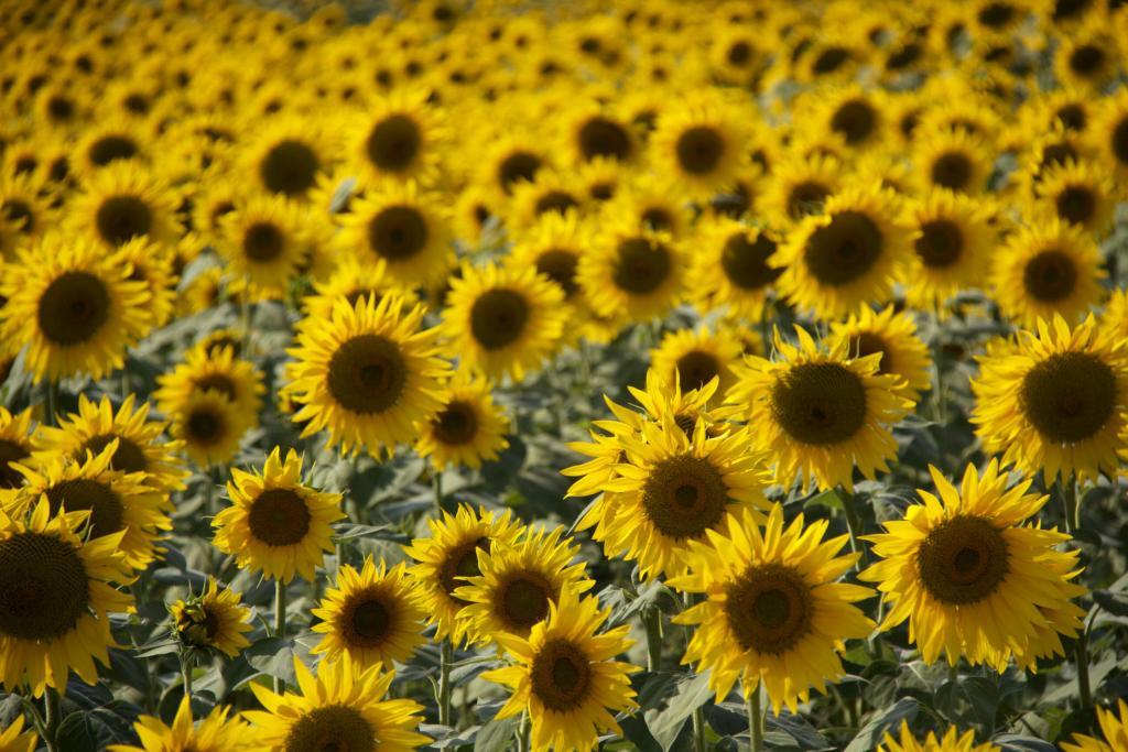 Sunflowers in the #Vaucluse @PerfProvence