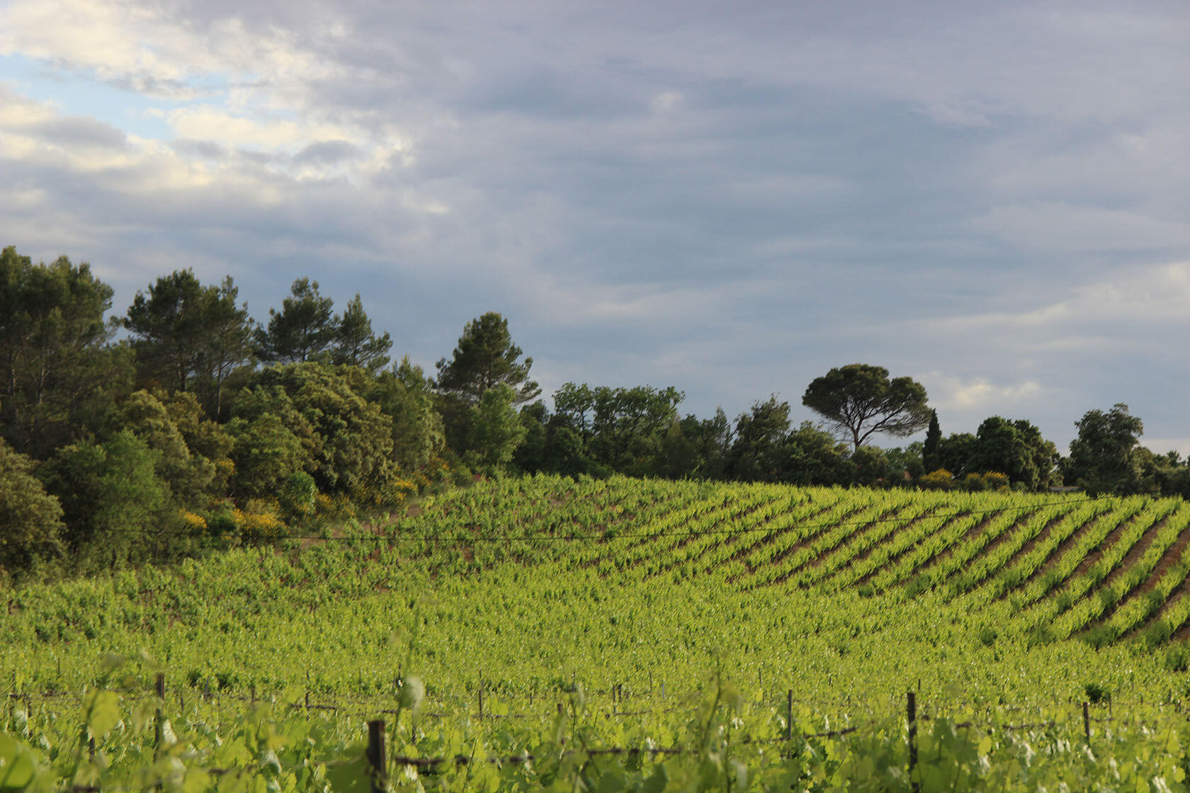 Vineyards beside our house @TessaBaker