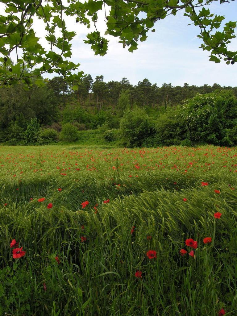 poppies #ExploreProvence @Spacebetweenfr