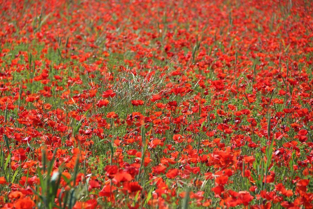 Poppies In Provence @TessaBaker