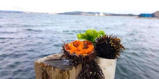 Sea Urchins Facts and How to Eat them @bfblogger2015