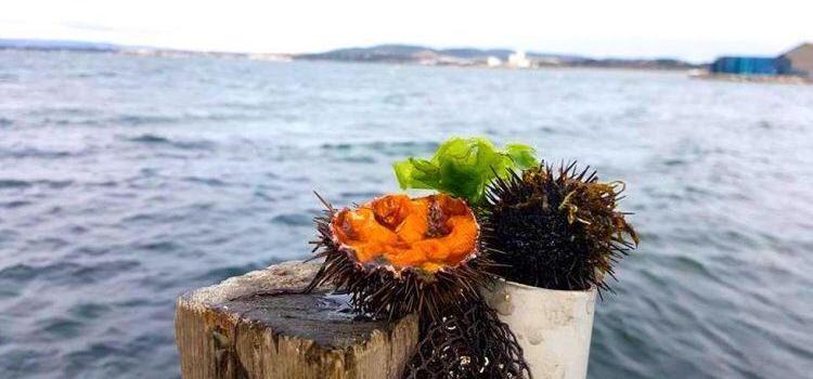 Sea Urchins Facts and How to Eat them @bfblogger2015