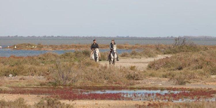 White Horses of Camargue @Bfblogger2015 @alanmcbride