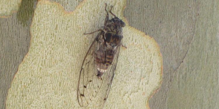 Photo Cicada @kilmarth