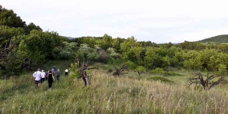 Las Pastras Truffle Oak Tree @LasPastras @Susan_PWZ
