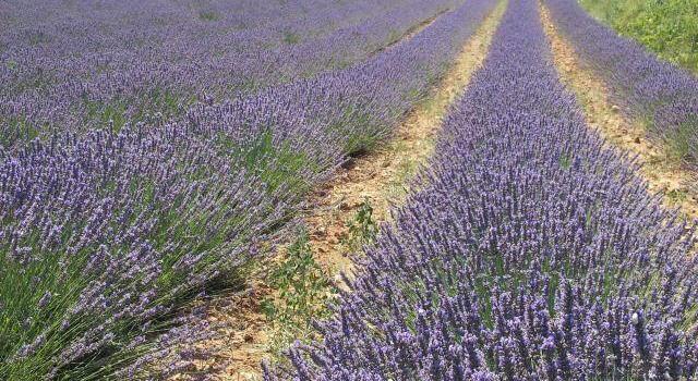Lavender fields Provence