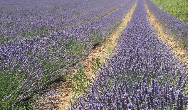 Lavender fields #Provence #VaucluseDreamer