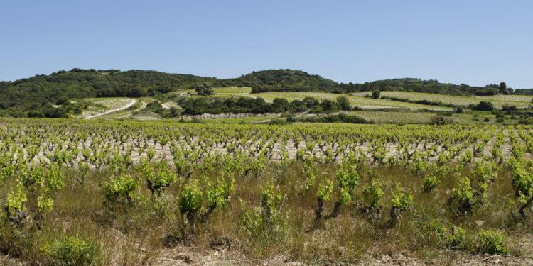 Wine tasting in Tavel @CuriousProvence