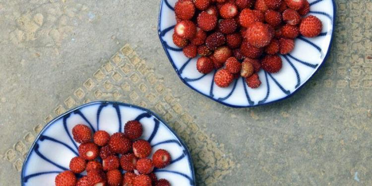 Fraises des Bois Foraging for Strawberries @CuriousProvence