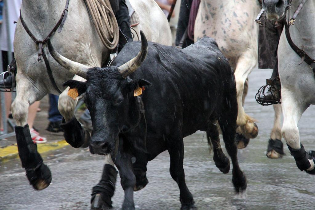 Cowboys Provence Fete du village Bulls Explore Provence @PerfProvence