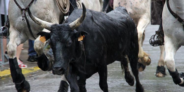 Cowboys Provence Fete du village Bulls Explore Provence @PerfProvence