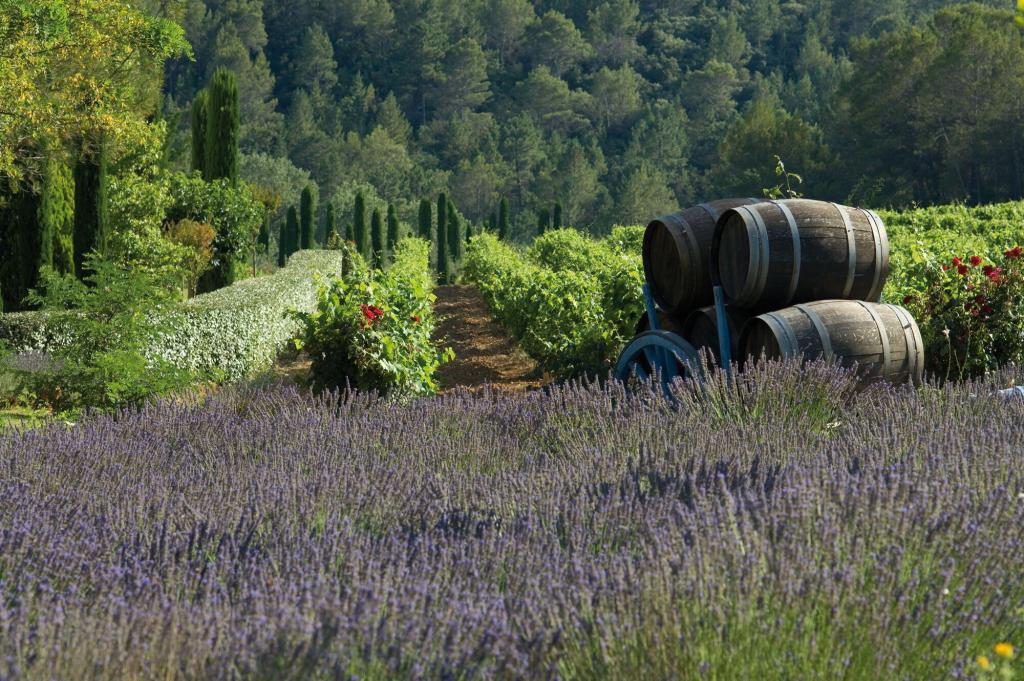 Lavender and Vines- Chateau de Berne @GrapeEscapes