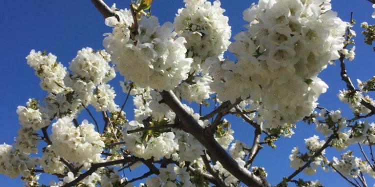 Spring in Provence @ProvenceTayls